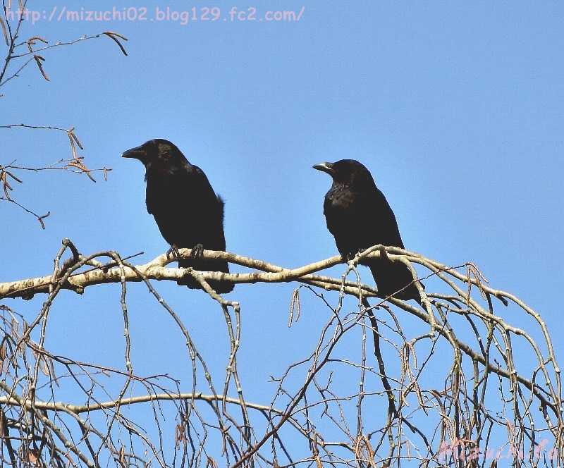 Carrion Crow