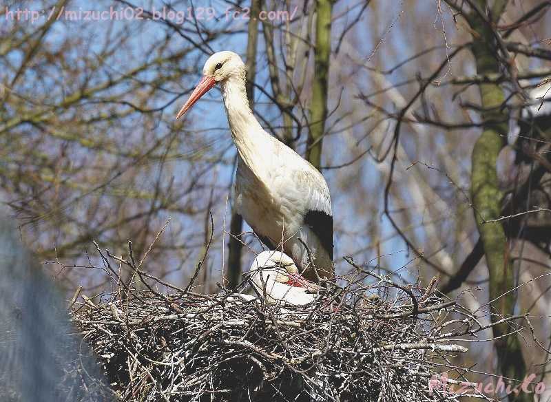 White Stork