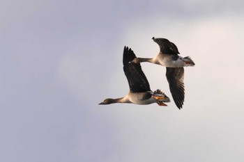 Tue, 1/31/2023 Birding report at 山本山(滋賀県)