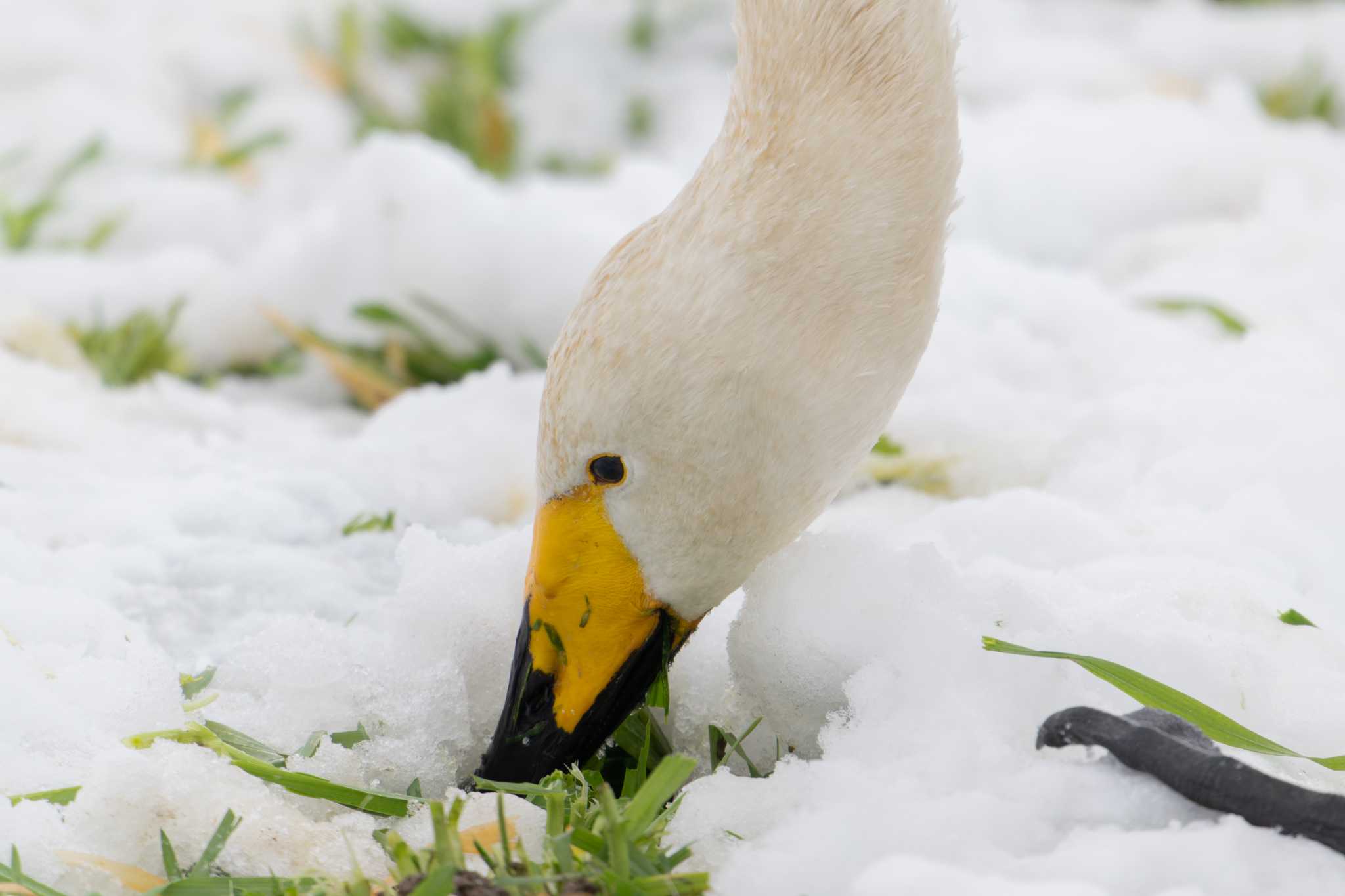 山本山(滋賀県) オオハクチョウの写真 by C君