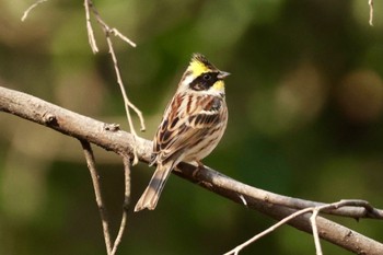 Yellow-throated Bunting 埼玉県 Wed, 2/1/2023