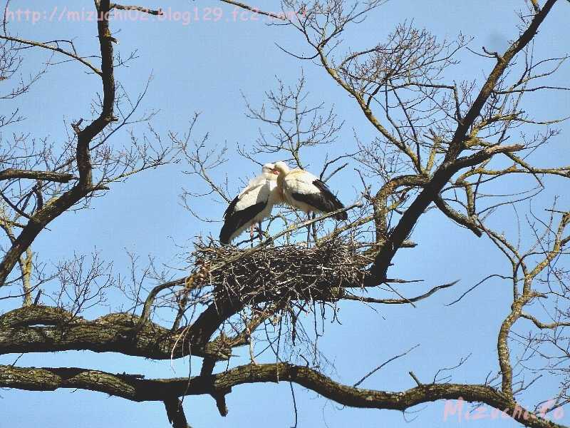 White Stork