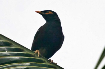 Javan Myna Sri Lanka Sun, 1/22/2023