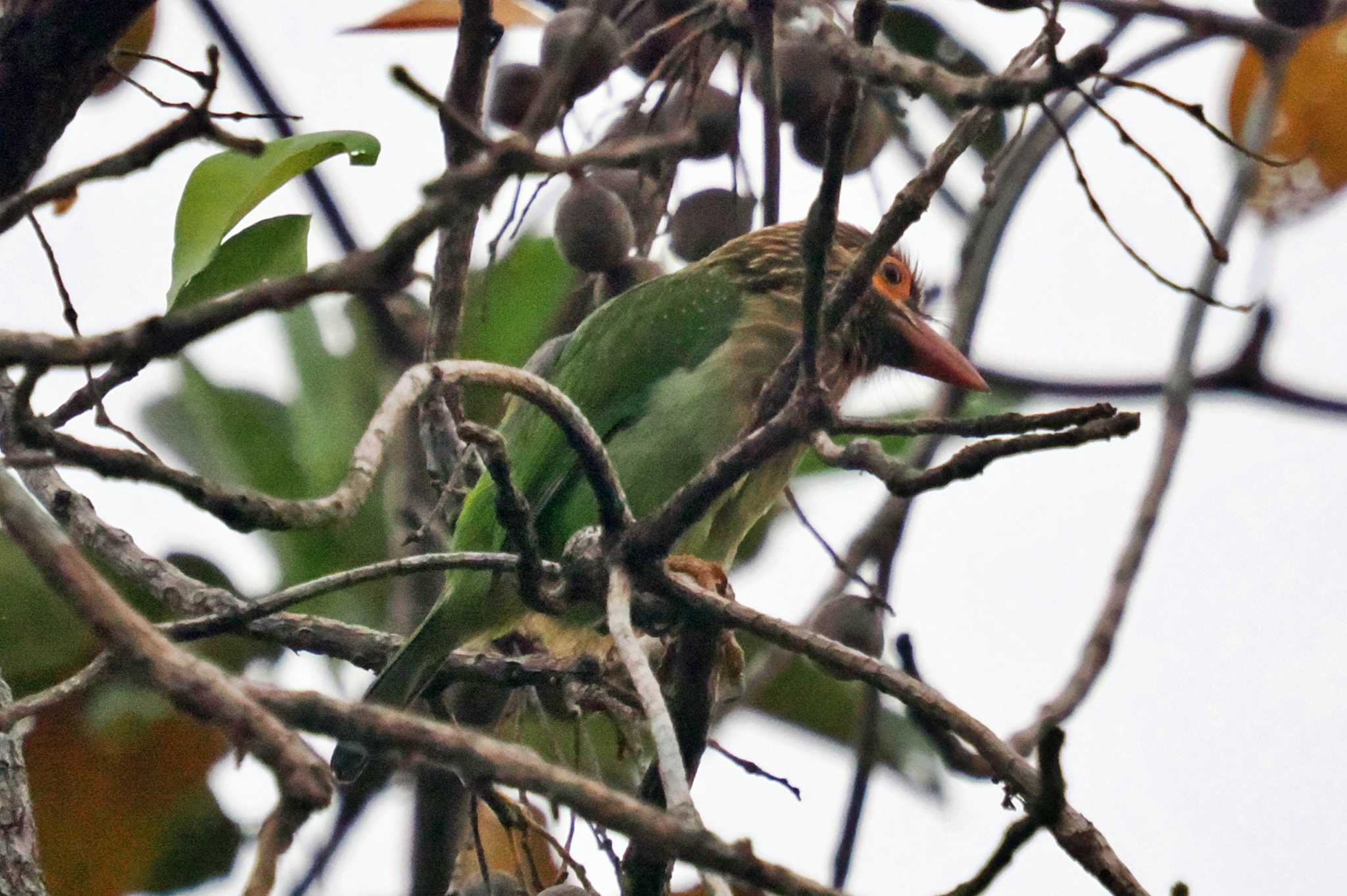 Sri Lanka ミドリオオゴシキドリの写真 by 藤原奏冥