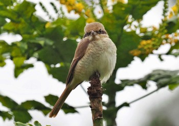 Brown Shrike Sri Lanka Sun, 1/22/2023