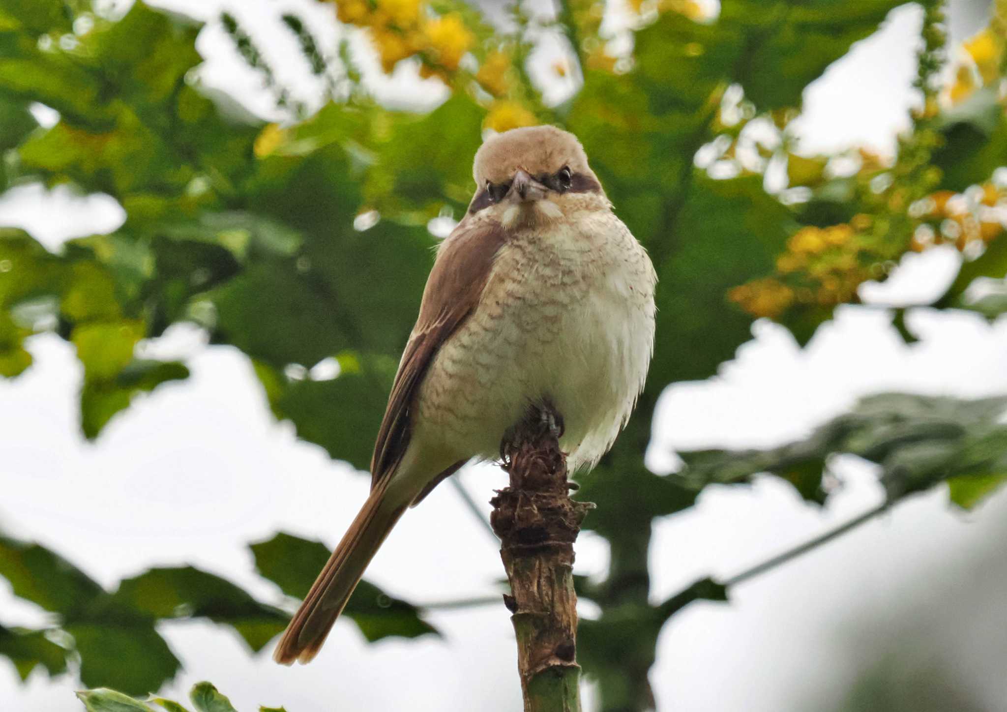 Sri Lanka アカモズの写真 by 藤原奏冥