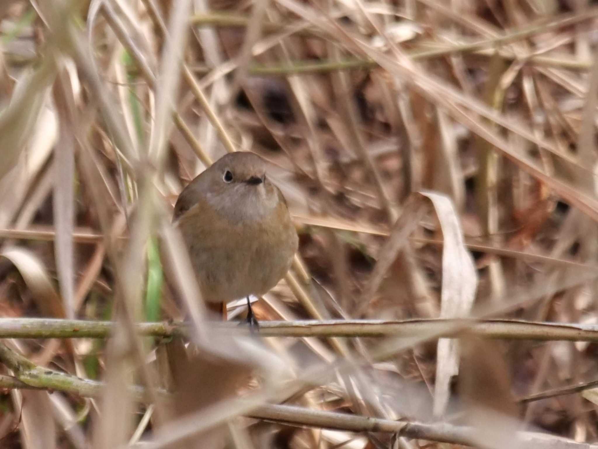 秩父 ジョウビタキの写真 by little birds