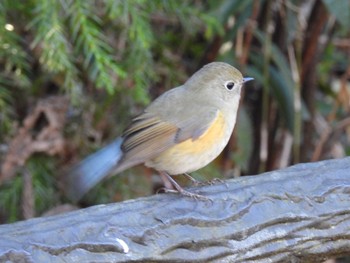 Red-flanked Bluetail Kodomo Shizen Park Mon, 1/9/2023