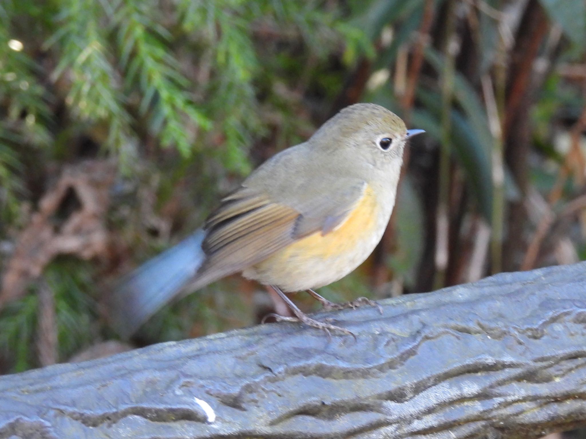 Photo of Red-flanked Bluetail at Kodomo Shizen Park by yoshikichi