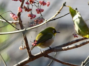 Warbling White-eye Kodomo Shizen Park Mon, 1/9/2023