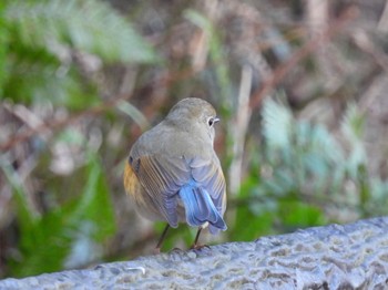 Red-flanked Bluetail Kodomo Shizen Park Mon, 1/9/2023