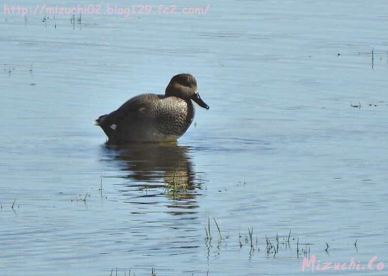 Gadwall