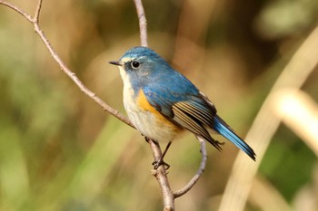 Red-flanked Bluetail さいたま市 Wed, 2/1/2023