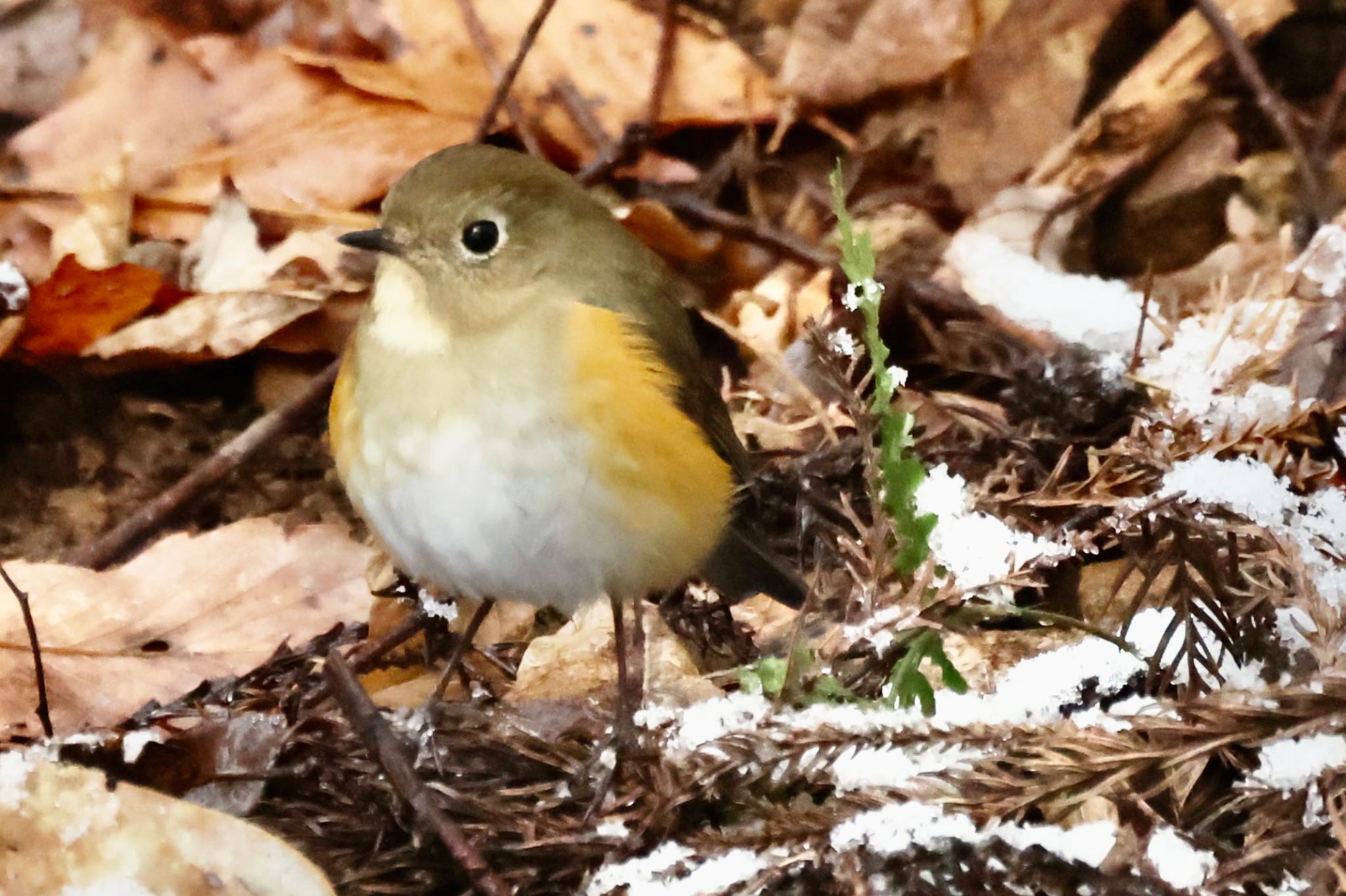 Photo of Red-flanked Bluetail at 各務野自然遺産の森 by トシさん