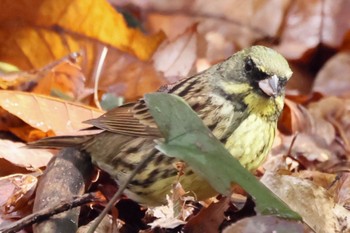 Masked Bunting 各務野自然遺産の森 Sun, 1/29/2023