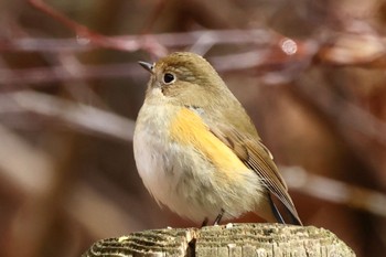 Red-flanked Bluetail 各務野自然遺産の森 Sun, 1/29/2023