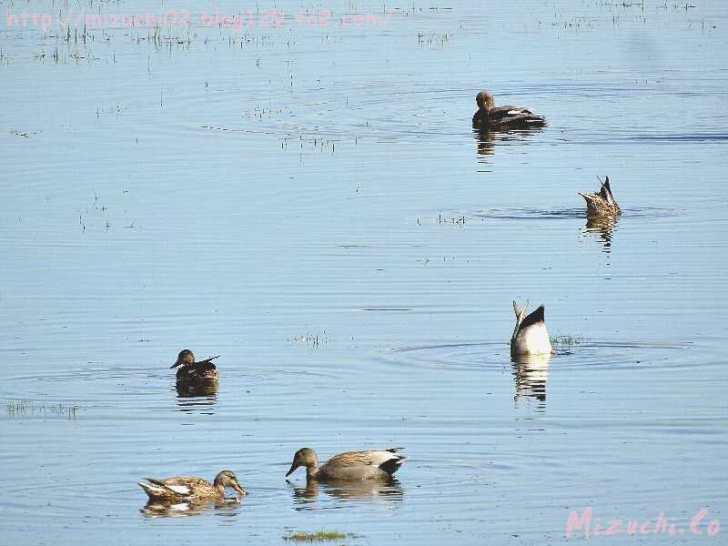 Gadwall