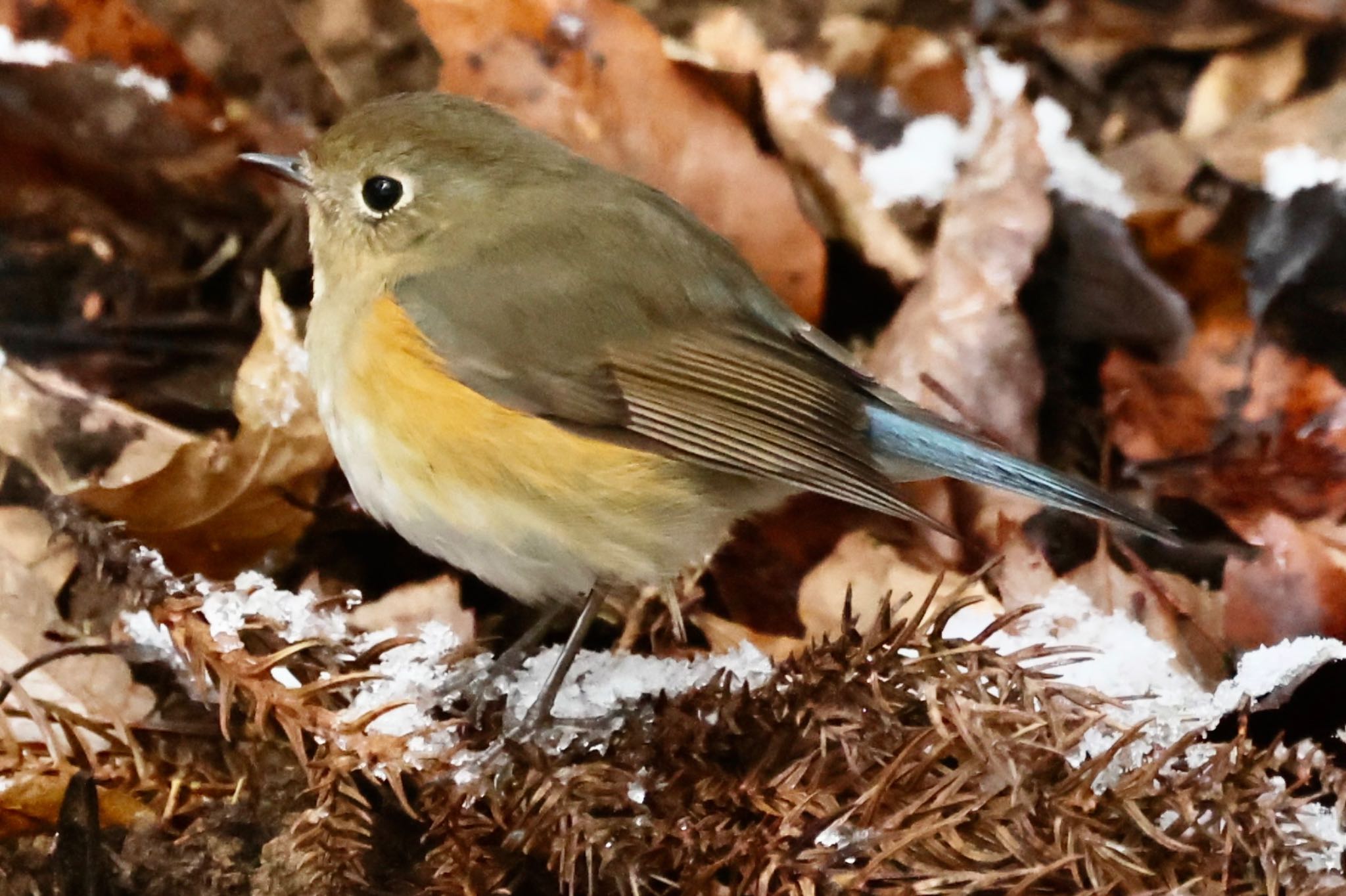 Photo of Red-flanked Bluetail at 各務野自然遺産の森 by トシさん