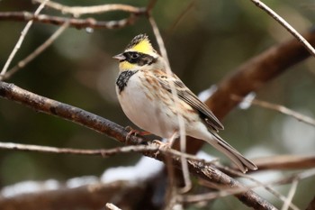 Yellow-throated Bunting 各務野自然遺産の森 Sun, 1/29/2023