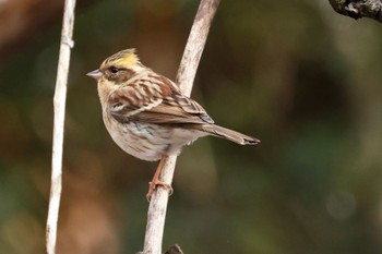 Yellow-throated Bunting 各務野自然遺産の森 Sun, 1/29/2023