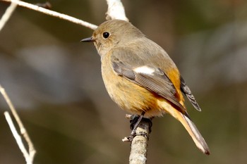 Daurian Redstart 各務野自然遺産の森 Sun, 1/29/2023