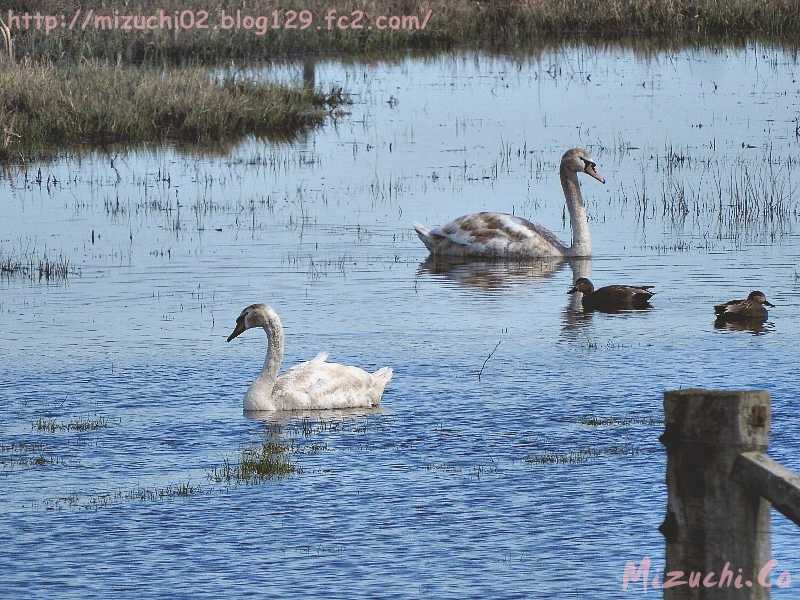 Mute Swan