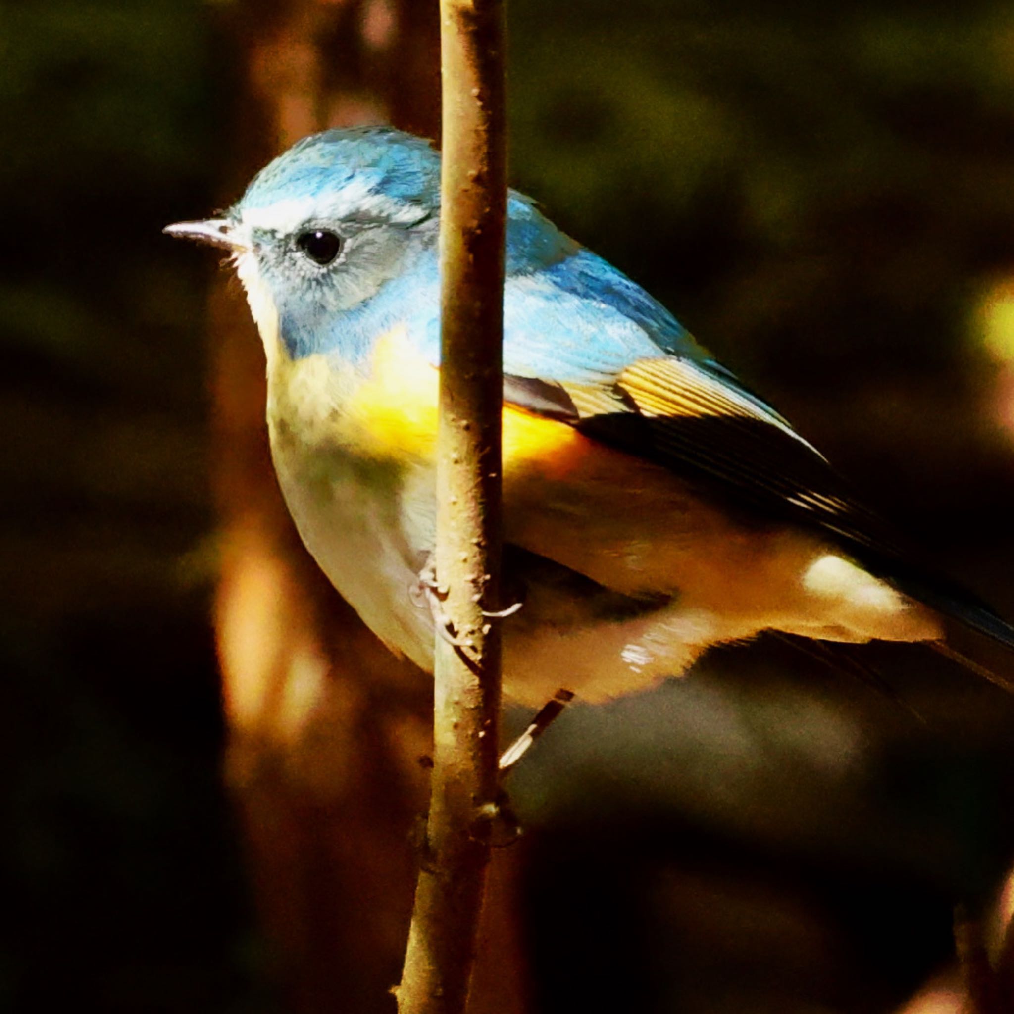 Photo of Red-flanked Bluetail at 各務野自然遺産の森 by トシさん