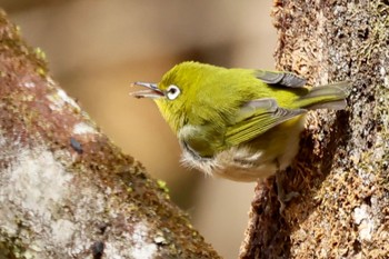 Warbling White-eye 各務野自然遺産の森 Sat, 1/28/2023