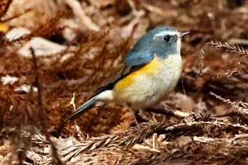 Red-flanked Bluetail 各務野自然遺産の森 Sat, 1/28/2023