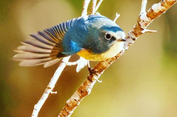 Red-flanked Bluetail 各務野自然遺産の森 Sat, 1/21/2023