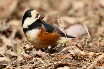 Varied Tit 各務野自然遺産の森 Sun, 1/29/2023