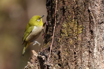 Warbling White-eye 各務野自然遺産の森 Sat, 1/28/2023