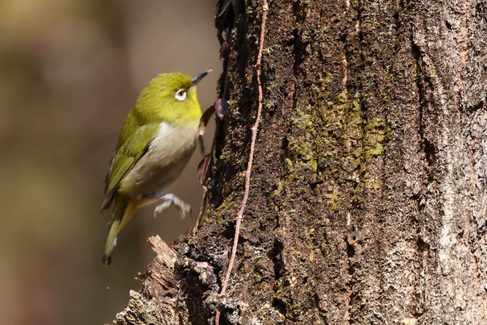 Photo of Warbling White-eye at 各務野自然遺産の森 by トシさん