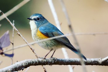 Red-flanked Bluetail 各務野自然遺産の森 Sat, 1/21/2023