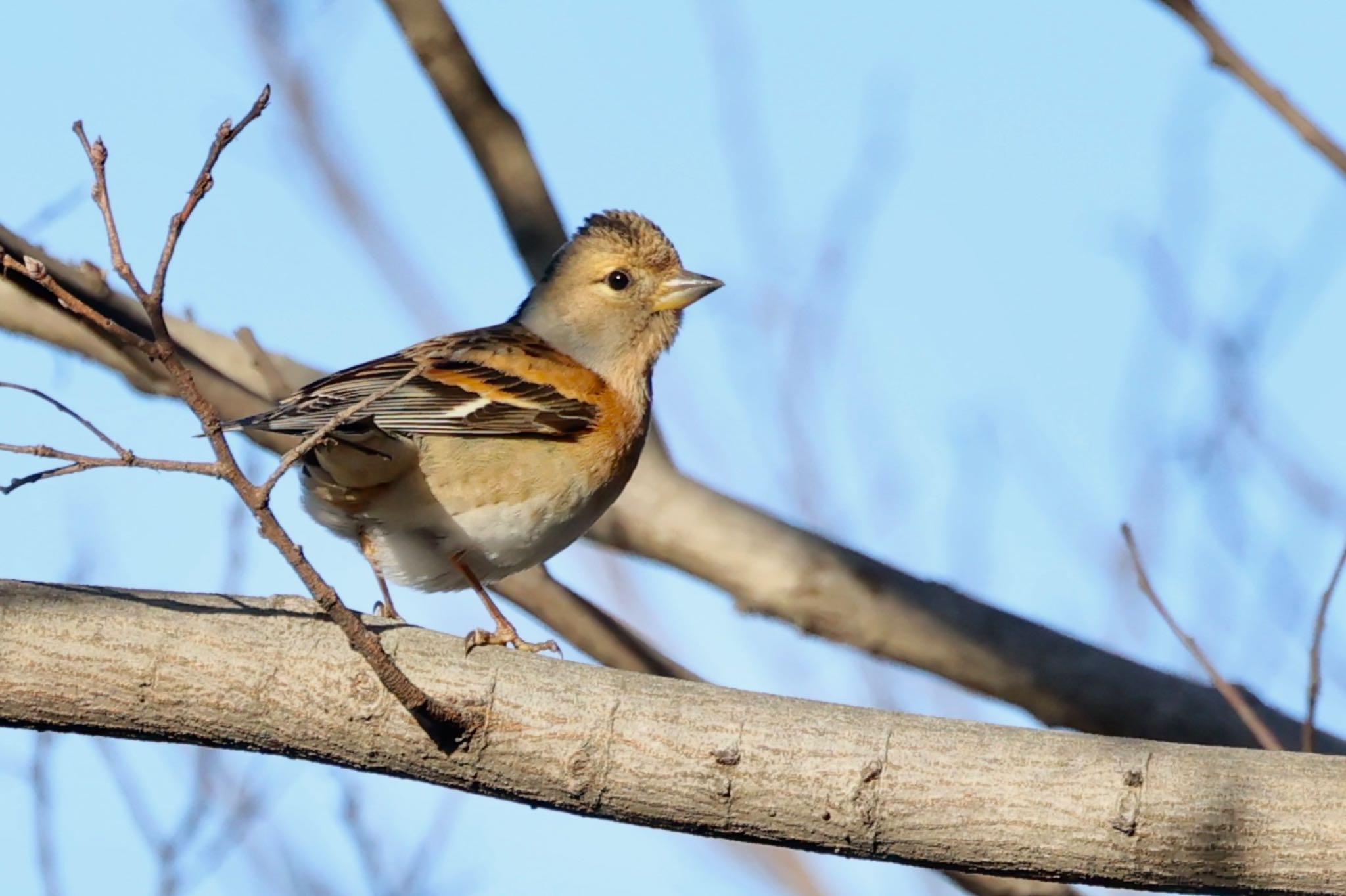 Photo of Brambling at 木曽川河跡湖公園 by トシさん