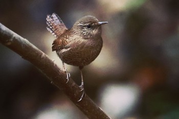 ミソサザイ 各務野自然遺産の森 2023年1月21日(土)