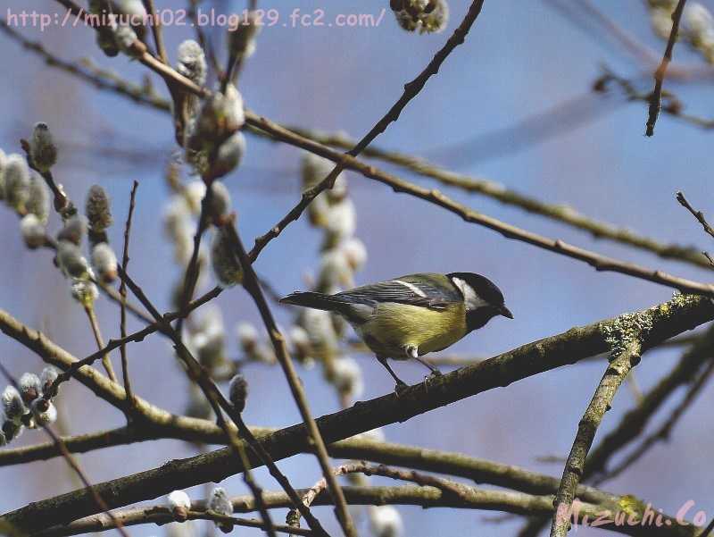 Japanese Tit