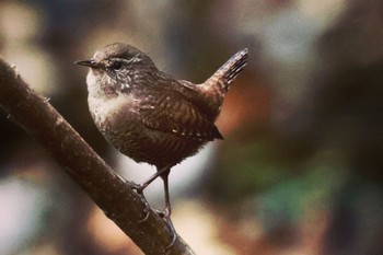 Eurasian Wren 各務野自然遺産の森 Sat, 1/21/2023