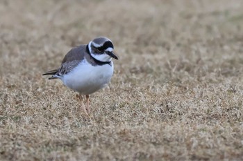 Long-billed Plover 酒匂川河口 Tue, 1/31/2023