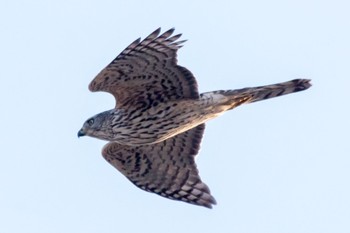 Eurasian Goshawk 静岡県 Wed, 2/1/2023