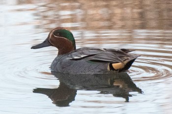 Eurasian Teal 静岡県 Wed, 2/1/2023