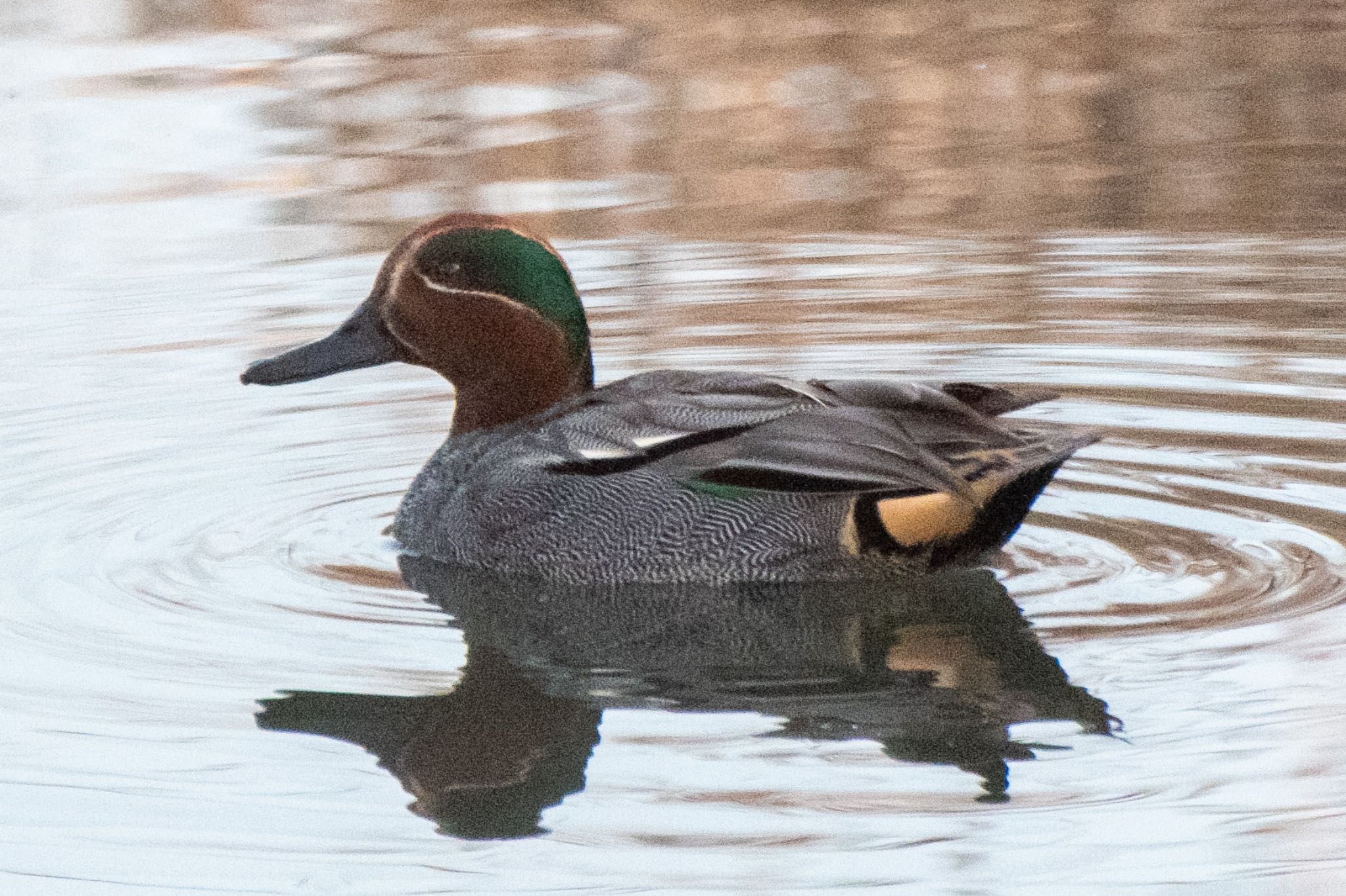 Photo of Eurasian Teal at 静岡県 by はる