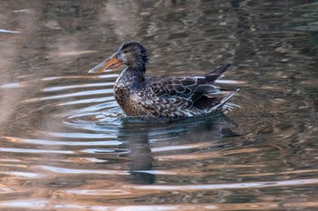 Northern Shoveler 静岡県 Wed, 2/1/2023