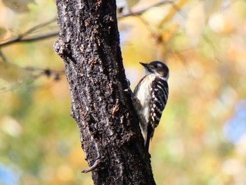 コゲラ 東京港野鳥公園 2021年12月5日(日)