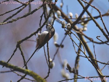 Long-tailed Tit スイス　Steinmaue-Neerach Mon, 4/2/2018