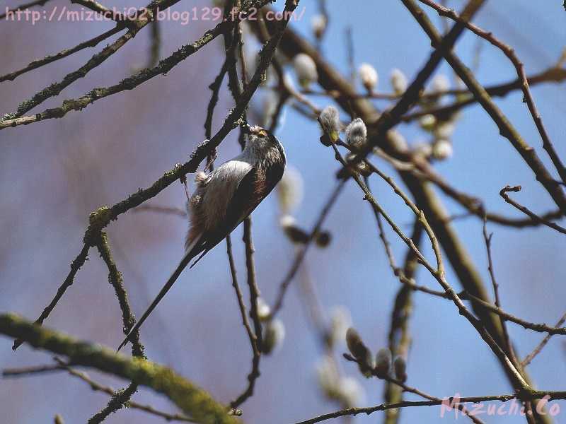 Long-tailed Tit