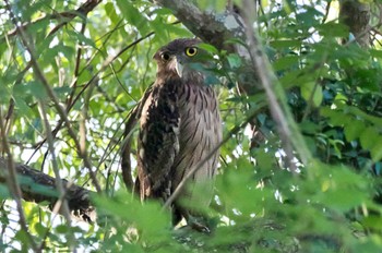 Brown Fish Owl