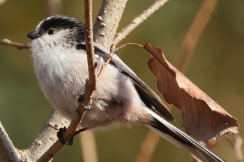 Long-tailed Tit 大野極楽寺公園 Sun, 1/15/2023