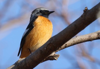 ジョウビタキ 大野極楽寺公園 2023年1月15日(日)