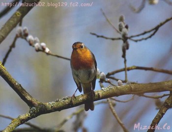 European Robin スイス　Steinmaue-Neerach Mon, 4/2/2018